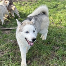 Husky Sibérien chiot vendu 1000 €