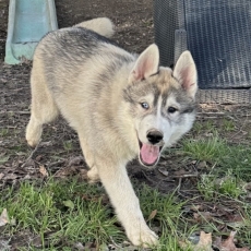 Husky Sibérien chiot vendu 1000 €