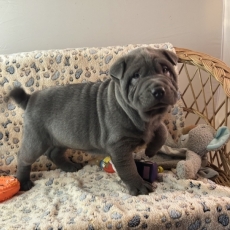 Chiot Shar Peï à adopter au prix de 1260 €