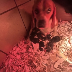 Acheter Beagle bébé pour 1160 €