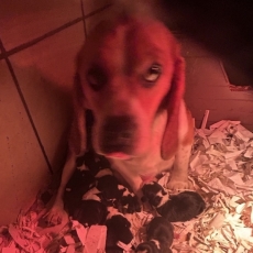 Acheter Beagle bébé pour 1260 €