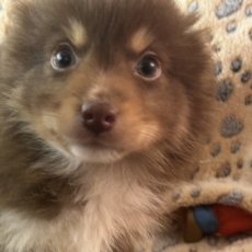 Acheter Berger américain miniature bébé pour 1660 €