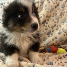 Chiot Berger américain miniature à adopter au prix de 1660 €