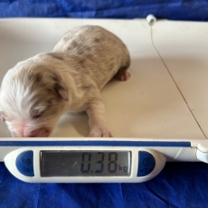 Acheter Berger australien bébé pour 1560 €