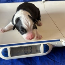 Acheter Berger australien bébé pour 1460 €