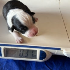 Acheter Berger australien bébé pour 1460 €