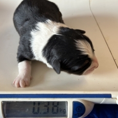 Chiot Berger australien à adopter au prix de 1460 €