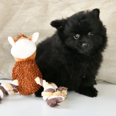 Chiot Petit Spitz Allemand à adopter au prix de 1100 €