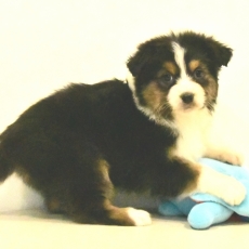 Adoption chiot Berger australien au prix de 1200 €