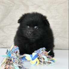 Chiot Petit Spitz Allemand à adopter au prix de 1200 €