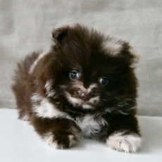 Chiot Petit Spitz Allemand à adopter au prix de 1600 €