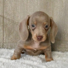 Adoption chiot Teckel à poil ras au prix de 2500 €