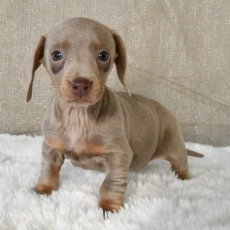 Acheter Teckel à poil ras bébé pour 2500 €