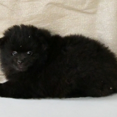 Adoption chiot Petit Spitz Allemand au prix de 1100 €