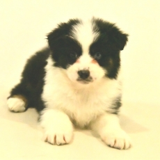 Chiot Berger australien à adopter au prix de 1500 €