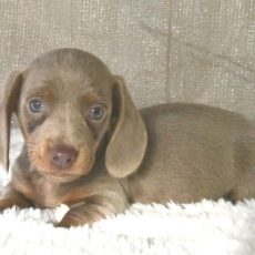 Teckel à poil ras chiot vendu 2000 €