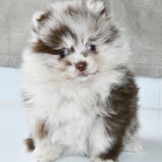 Adoption chiot Petit Spitz Allemand au prix de 1600 €