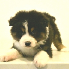 Chiot d'apparence de race Berger australien à adopter.