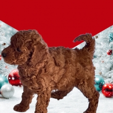 Acheter Caniche Nain bébé pour 2300 €