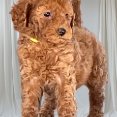 Chiot Caniche Nain à adopter au prix de 2300 €