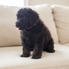 Caniche Nain chiot vendu 1500 €