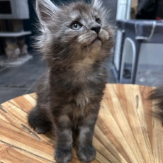 Chaton Maine Coon à adopter au prix de 1400 €