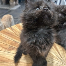 Chaton Maine Coon à adopter au prix de 1400 €