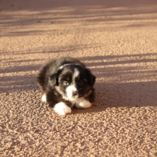 Chiot Berger américain miniature à adopter au prix de 1260 €