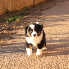 Adoption chiot Berger américain miniature au prix de 1260 €