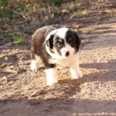 Chiot Berger américain miniature à vendre au prix de 1360 € vacciné et identifié.
