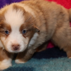 Adoption chiot Berger américain miniature au prix de 1710 €