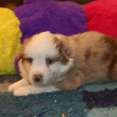 Acheter Berger américain miniature bébé pour 1610 €