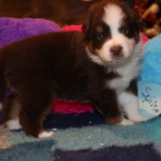 Acheter Berger américain miniature bébé pour 1310 €