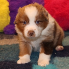 Chiot Berger américain miniature à adopter au prix de 1610 €