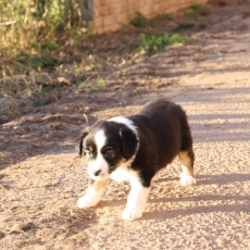 Adoption chiot Berger américain miniature au prix de 1360 €