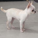 Chiot Chihuahua de race – prix 2000 €.
