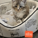 Chaton Maine Coon de race – prix 1400 €.