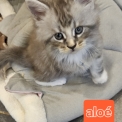 Maine Coon disponible en Isère