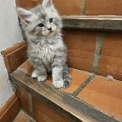 Maine Coon disponible en Isère