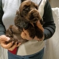 Chiot Cocker Anglais Spaniel � vendre au prix de 1400 � vaccin� et identifi�.
