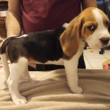 Chien Beagle proposée par l’élevage Elevage familial - Auvergne.