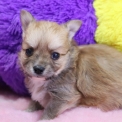 Chiot Chihuahua sans pedigree – prix 1060 €.