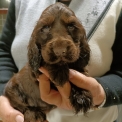 Chiot d'apparence de race Cocker Anglais Spaniel � adopter.