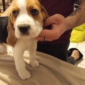 Chiot Beagle de race – prix 750 €.