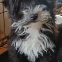 Chiot d'apparence de race Bichon Havanais � adopter.