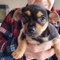 Chihuahua disponible dans le Loiret