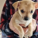 Chihuahua disponible dans le Loiret