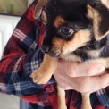 Chiot Chihuahua sans pedigree – prix 725 €.