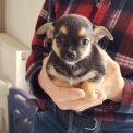 Chien Chihuahua proposée par l’élevage Chiwawas des lys.