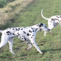 Chien Dalmatien proposé par l’élevage Elevage des dalma d'olympe.